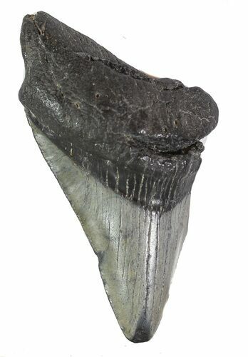 Partial, Fossil Megalodon Tooth #89023